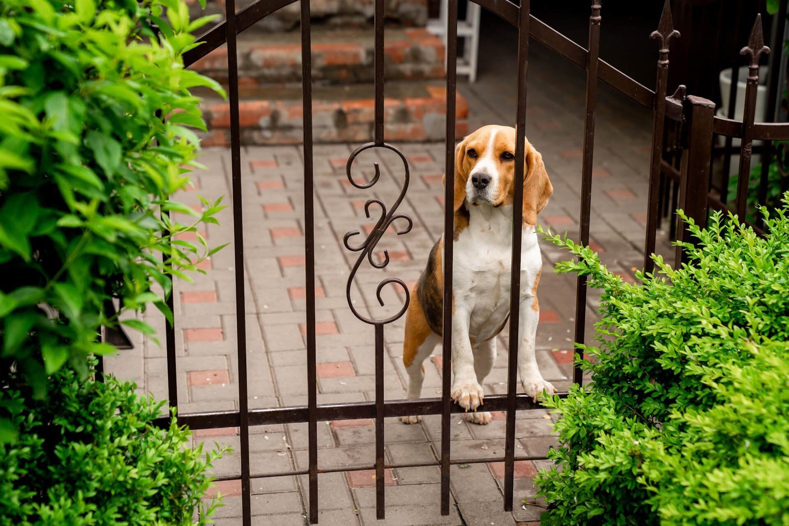 Aluminum and Ornamental Fence in Detroit, MI